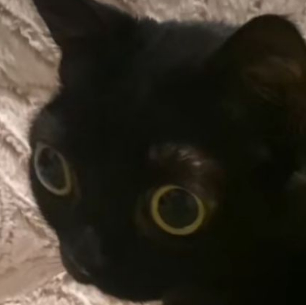 Meet your Posher, Vanessa